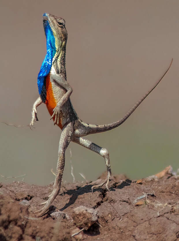 60240511_original (518x700, 281Kb)