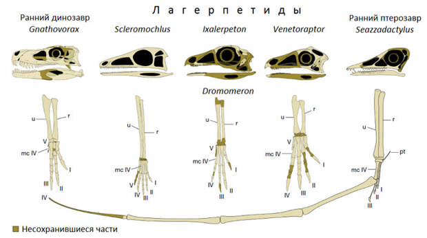 Рис. 4. Разнообразие черепов и передних конечностей ранних Avemetatarsalia