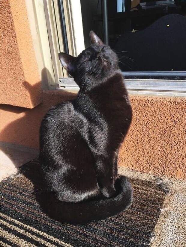 Загораю! животные, котики, лучи, погреться, солнечные ванны, солнце, температура, тепло