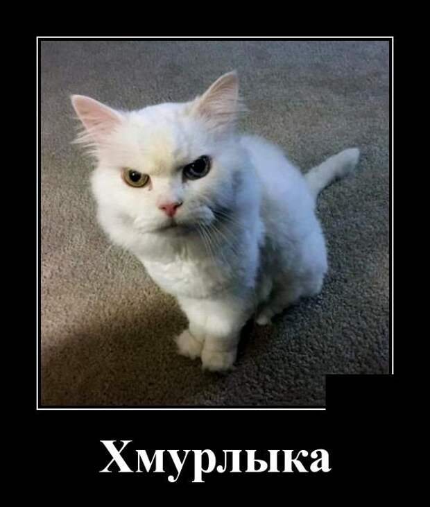 Демотиваторы