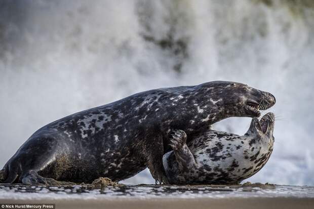 Боевая ничья: схватка двух тюленей животные, схватка, тюлень