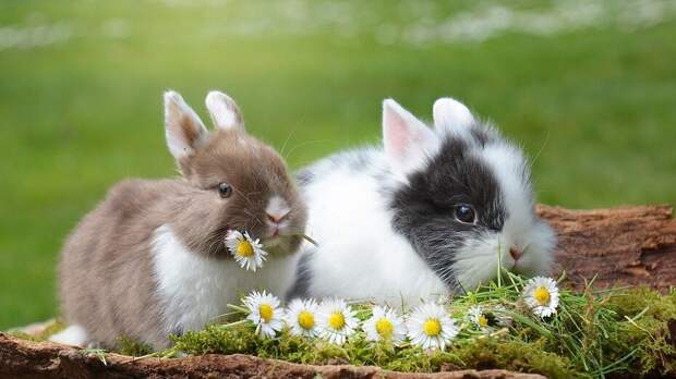 Чем кормить кроликов и как разнообразить их рацион: 4 вида разрешенной еды и список запретов