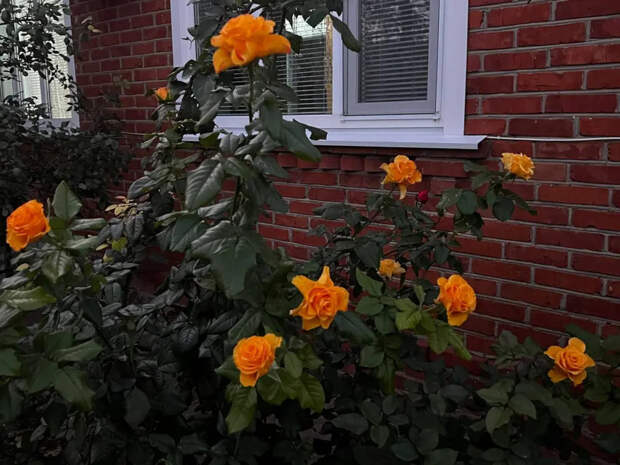 Не ждите, пока розы зацветут сами: весенняя обрезка, подкормка и пересадка по шагам