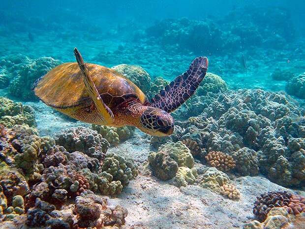 Домом для зеленых черепах являются атлантический, тихий океаны и воды тропиков и субтропиков