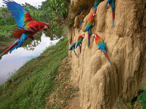 manu-macaws_95289_990x742