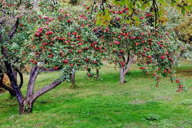 Прекрасный образец ухоженного яблоневого сада