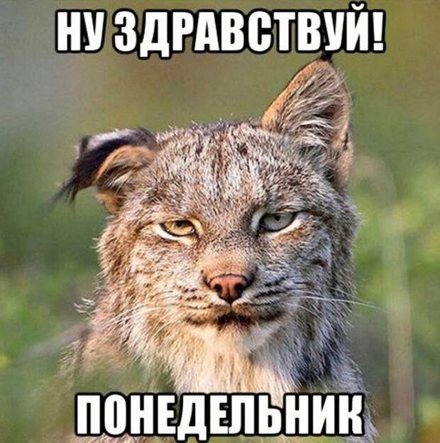 Прикольные картинки. Вечерний выпуск (51 фото)