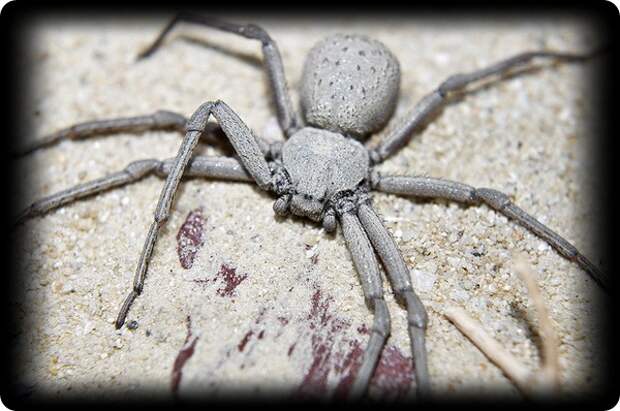 Шестиглазый песочный паук (лат. Sicarius hahni) 