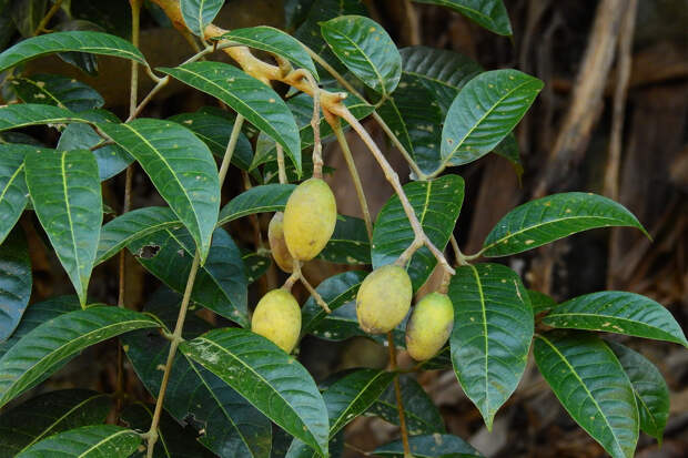 Обнаружено природное средство для борьбы с ожирением печени