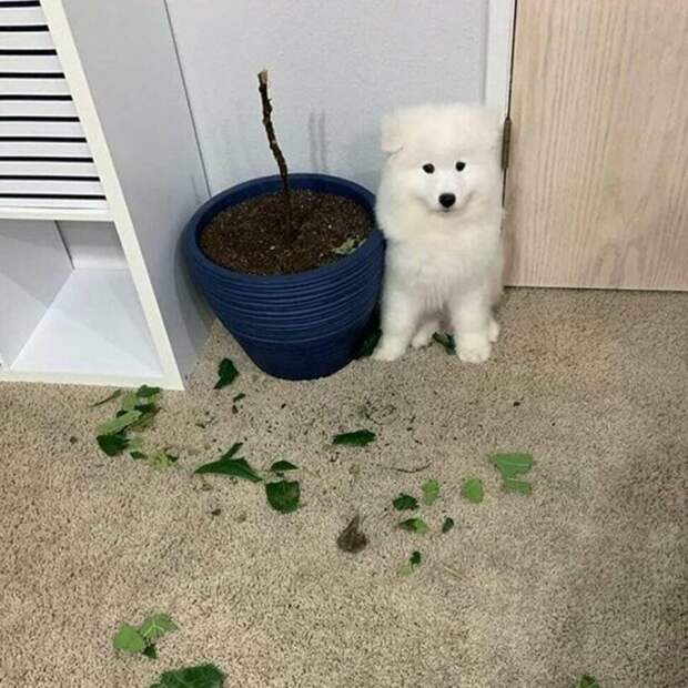 11 питомцев, которые устроили дома хаос, но ни о чем не жалеют 