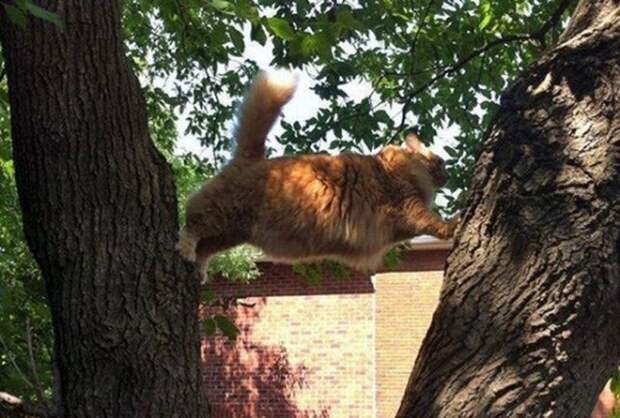 Коты попавшие в непростую жизненную ситуацию кот, подборка, фото