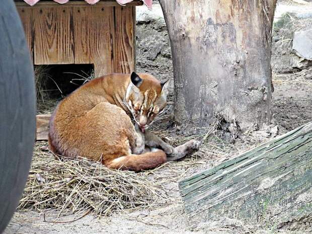 В Новосибирский зоопарк привезли редких кошек Темминка