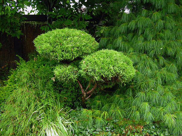 Садовый бонсай можно сформировать не только из сосен, но и из других хвойных. Фото автора