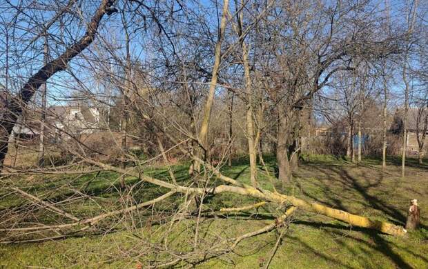 Сильный ветер в Петербурге повалил пять деревьев