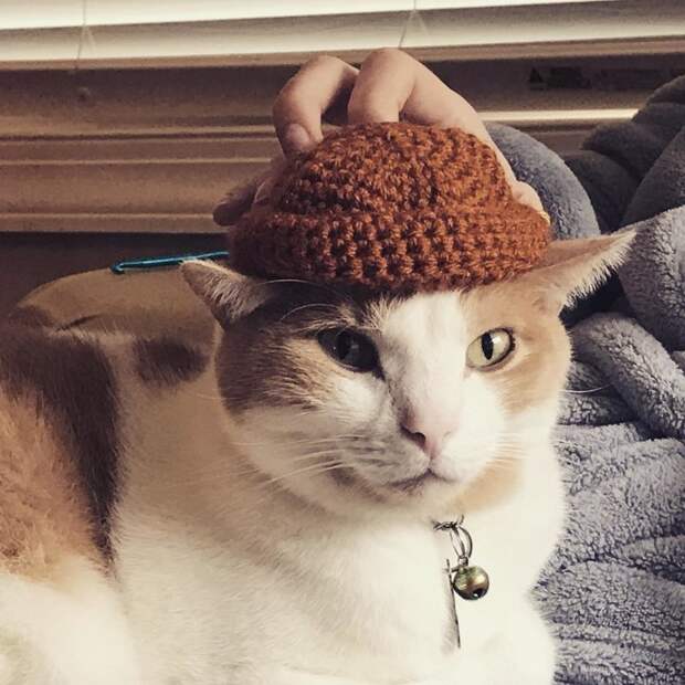 Котейки, знающие толк в моде на милые шапочки Котейки, знающие толк в моде на милые шапочки