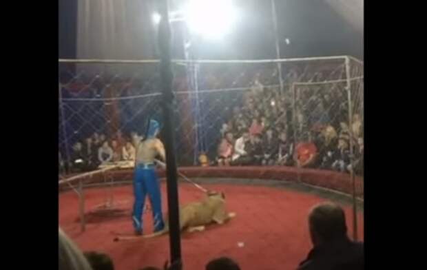 В краснодарском цирке-шапито львица серьезно травмировала ребенка