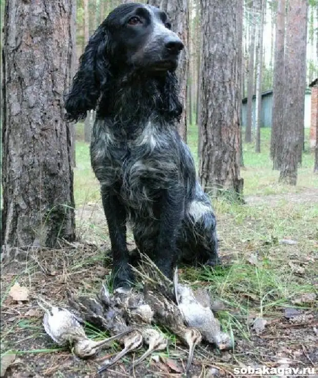 Русский кокер спаниель собака. Описание, уход и цена русского кокер спаниеля