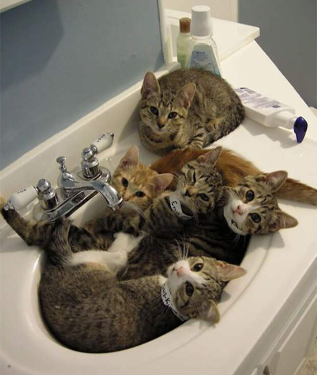 Кошки помещаются везде