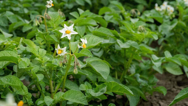 Размером с яйцо и никакой спешки: как и когда посадить картофель, чтобы собрать рекордный урожай