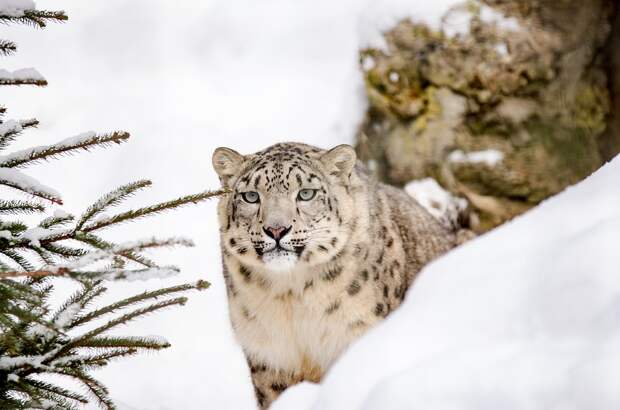 Снежный Барс, Леопард, Большие Кошки, Большой Кот, Снег