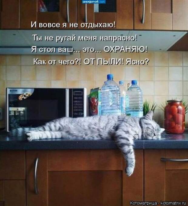 Лучшие котоматрицы недели (50 фото)
