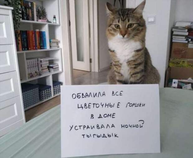 28 провинившихся котиков, которые признались в своих проделках