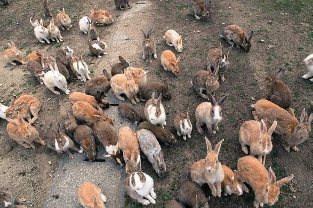 В Японии есть остров, полный кроликов