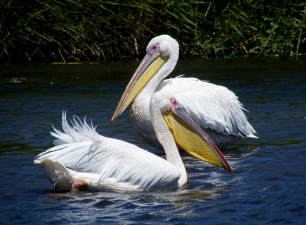 Интересные факты о пеликанах животные, пеликан, птица, факты
