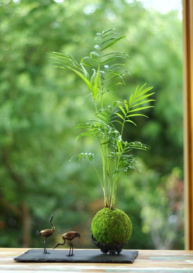 Кокедама: мастер-класс с фото, как сделать шары из мха для орхидей, суккулентов, цитрусовых и других растений своими руками 