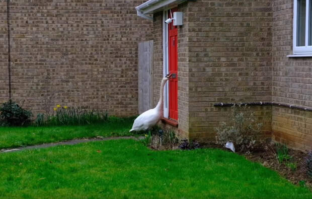 Swan Harasses Neighborhood By Knocking On Doors All Day Long