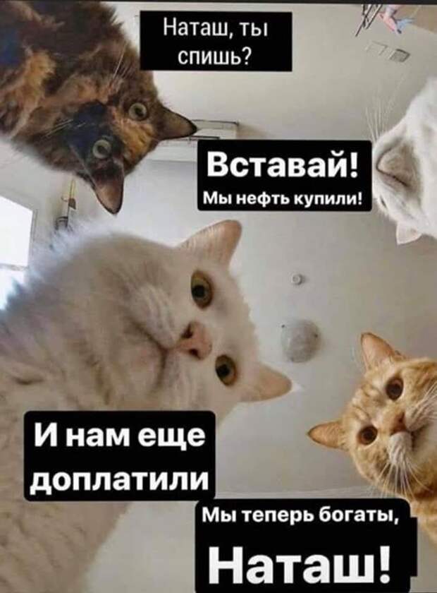 На изображении может находиться: кот и мем, возможный вариант текста "наташ, ты спишь? вставай! мы нефть купили! и нам еще доплатили мы теперь богаты, наташ!"