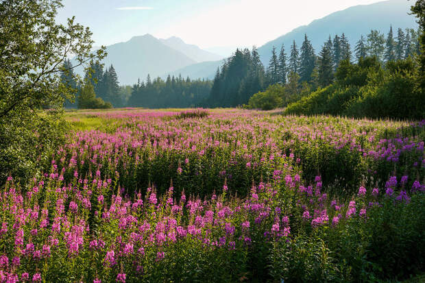 Полевые цветы Полевые цветы