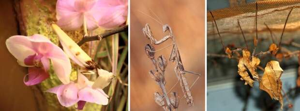 Мимикрия у разных видов богомолов. Слева направо: Hymenopus coronatus, Rivetina baetica и Idolomantis diabolica