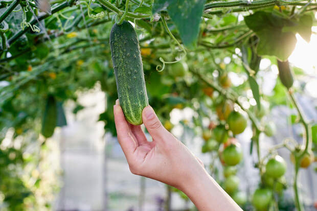 Депутат Миронов посетовал, что огурцы стоят дороже ананасов и манго