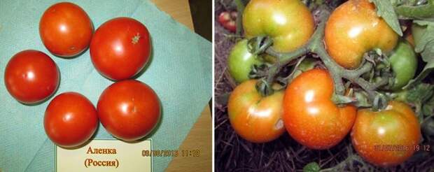 томаты открытого грунта сорта