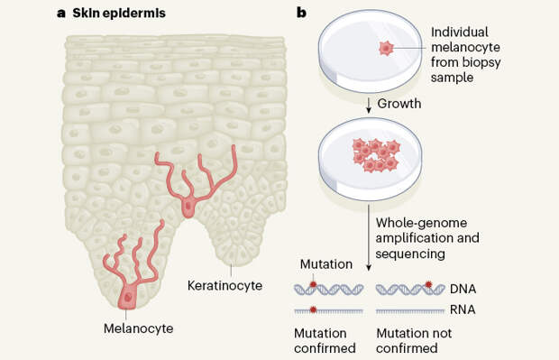 Генотипирование индивидуальных меланоцитов кожи выявило пути их онкогенной трансформации