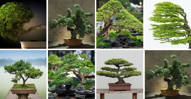https://v1.nitrocdn.com/SMAjQjQrSfukicyrZHRearuvaVtcHpQg/assets/static/optimized/rev-d98cf76/wp-content/uploads/2016/06/08125248/54-pictures-of-bonsai-trees.jpg