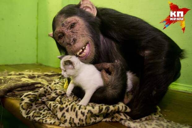 Иркутская шимпанзе Принцесса Лея усыновила второго котенка