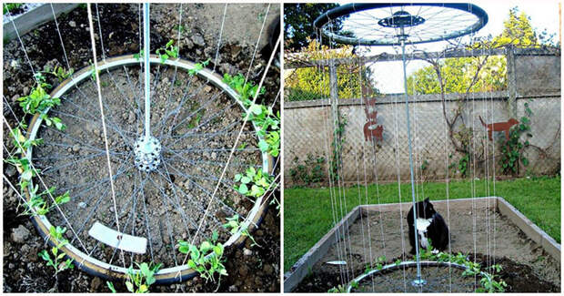 Идея на дачу: садовая шпалера из старых велосипедных шин