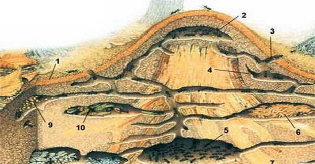 Ниже — наблюдения за муравеником экспедиции МГУ: животные, история, факты