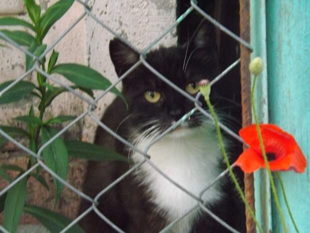 Немного котиков животные, коты, фото