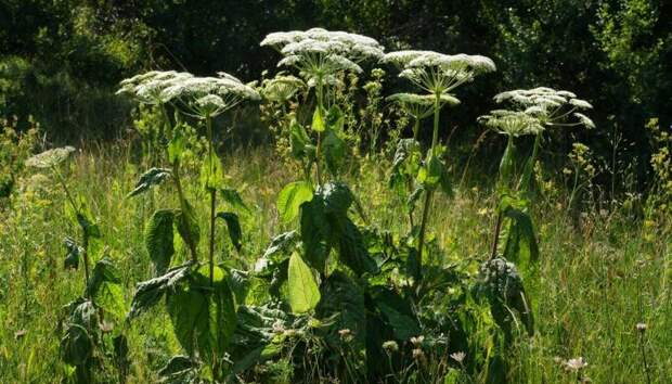 Собственников предупредили: борщевик на участке станет причиной разорения через суд