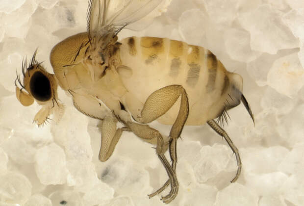 Дачников предупредили о нашествии ряда вредителей