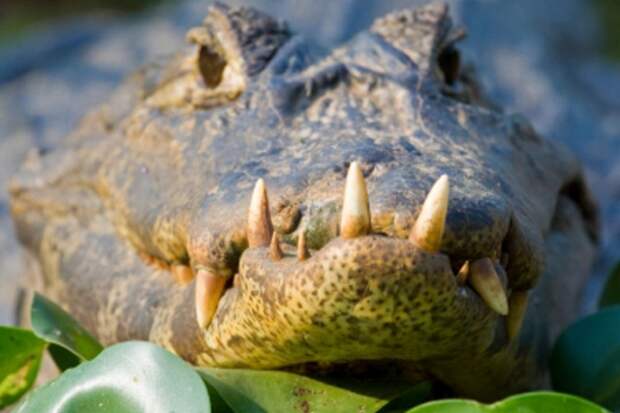 Крокодилий навоз как средство контрацепции.