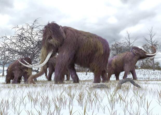 A herd of Woolly Mammoths grazing – Image Credit : Aunt Spray – Shutterstock
