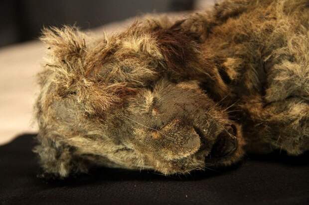 Палеонтологи изучили пещерного львенка из Якутии: что нам теперь известно