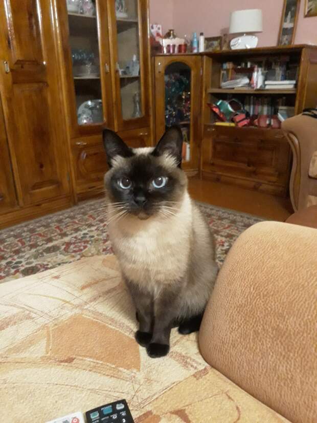 У меня потерялась кошка...(((