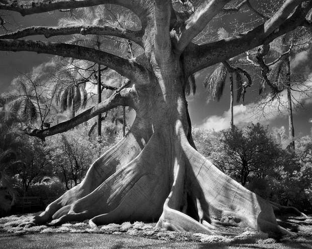 Величественное дерево с плоскими корнями является одним их священных символов в мифологии Майя.
