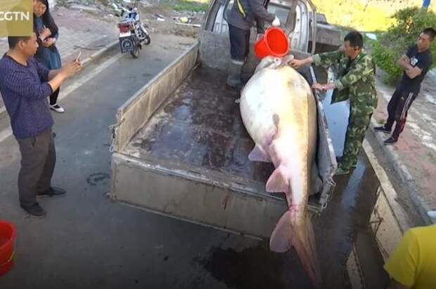 Китайский рыбак поймал под Хабаровском калугу весом 512 кг рыба, гигант, калуга, китай, видео
