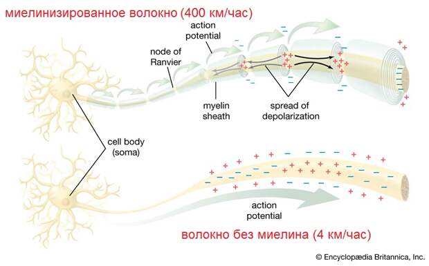 Миелин.jpg